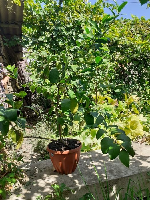 Лимонов нет.сорт Павловский