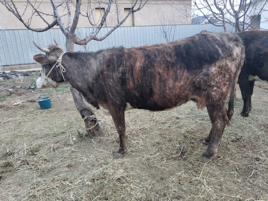 Корова с теленком