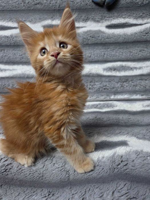 Продаётся котик Мейн-кун