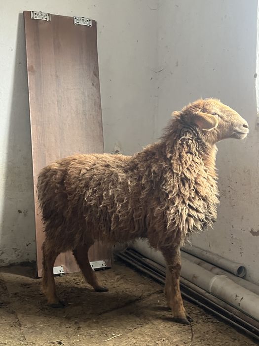 Откормда турган токтылар