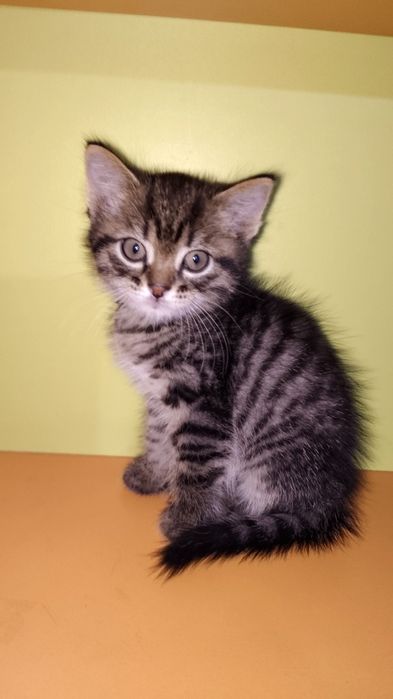 Отдам кошка девушка