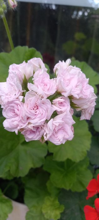 Продам комнатные пеларгонии