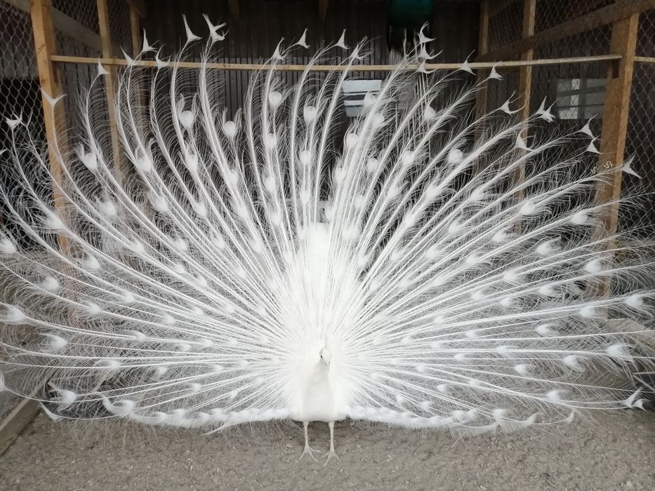 Павлины Индийские и Белые пары