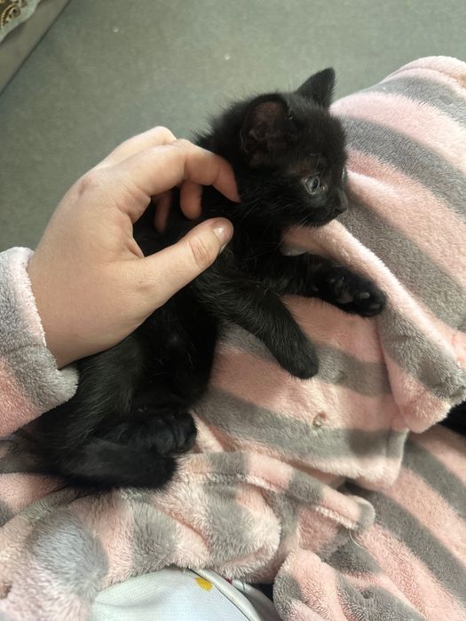 Отдам котят в хорошии руки