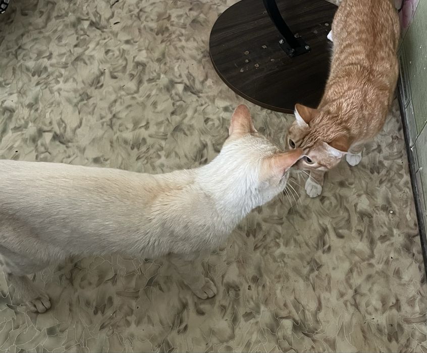 белый сиамский кот