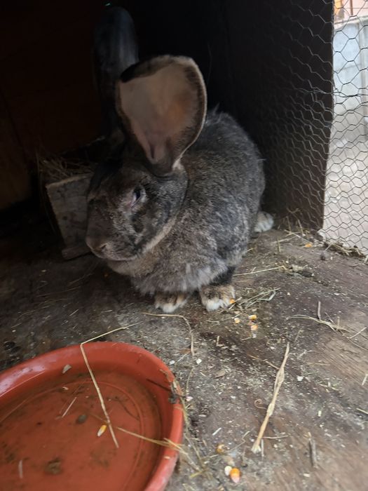 De vanzare iepuroaica