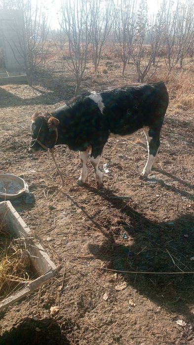 Срочно продам телку