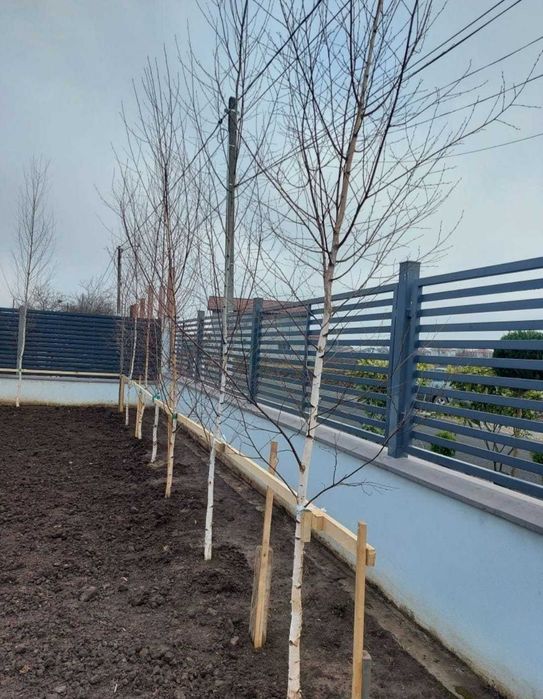 Adaugă Farmec cu Mesteacani în Grădina Ta!