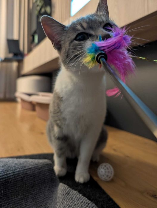 Adopție pisici Bucuresti: Rosie & Suri, surori iubitoare si sociabile!