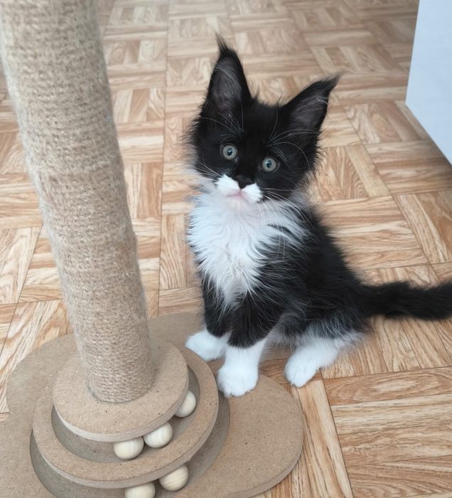 Котята Мейн Куны