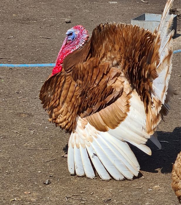 Пресни пуешки яйца/ Ред Бърбън/ за разплод и консумация
