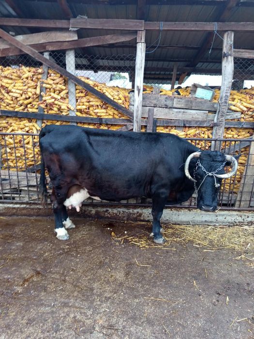 Vând vaca Holstein