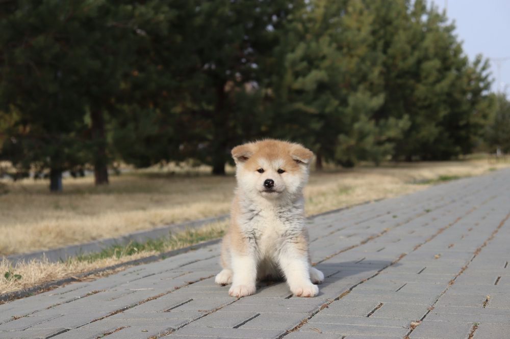 Щенки Японской Акита Ину