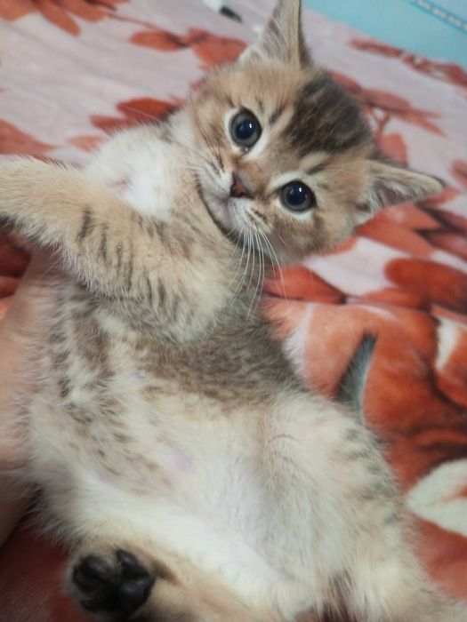 Shatlanskiy strayt zalataya shinshilla