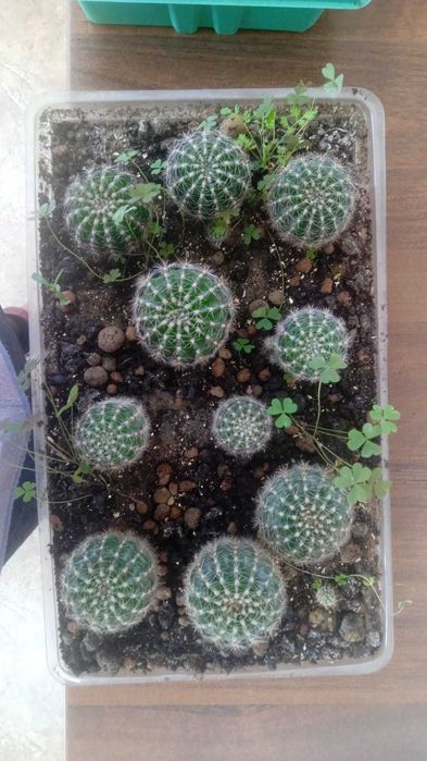 Кактусы бесплатно