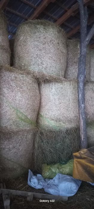 Lucernă  de vanzare