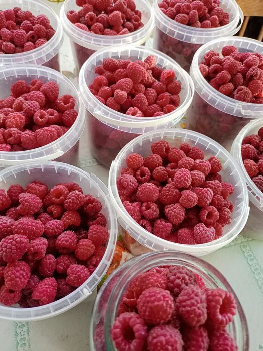 Продам малину, литровая банка 1800