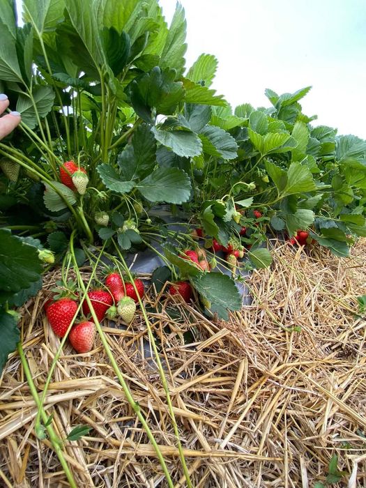 Capsuni, stoloni albion