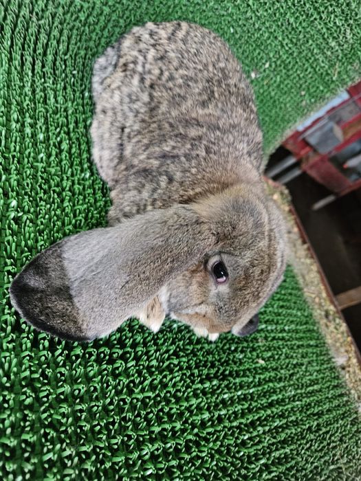 Berbec german / Urias de Transilvania