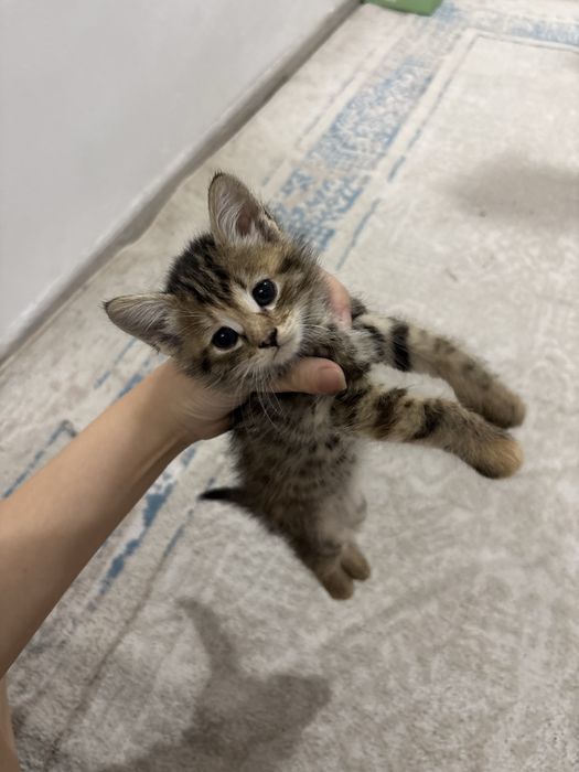 Котики в добрые руки