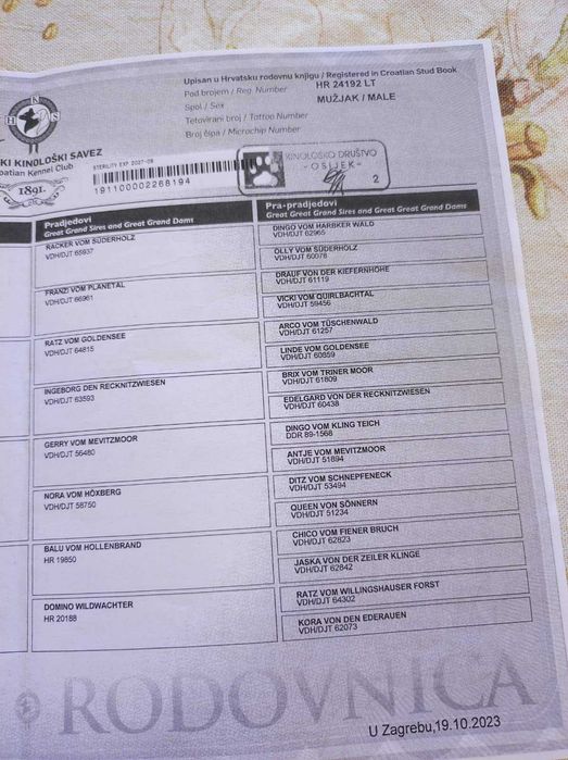 Немски ловен териер - чистокръвно