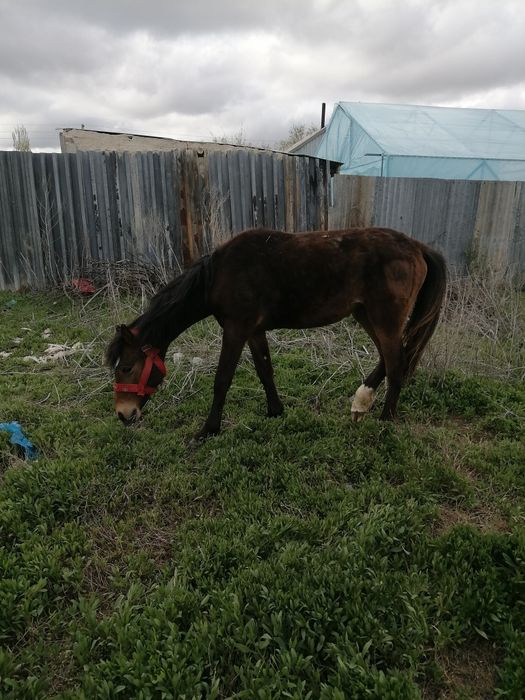 3ургаш байтал сатылады.