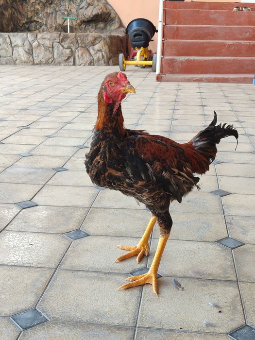 Juda kuchli qattiq xoroz