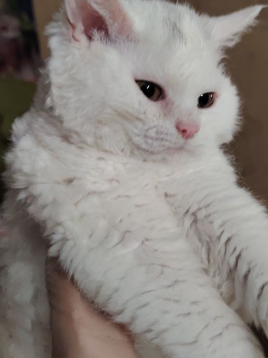 Кудрявые котята Селкирк Рекс