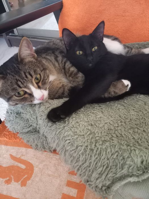 Отдам кошечку в добрые руки