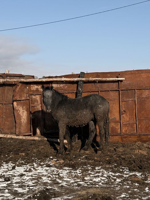 Продам айгыр полутяж