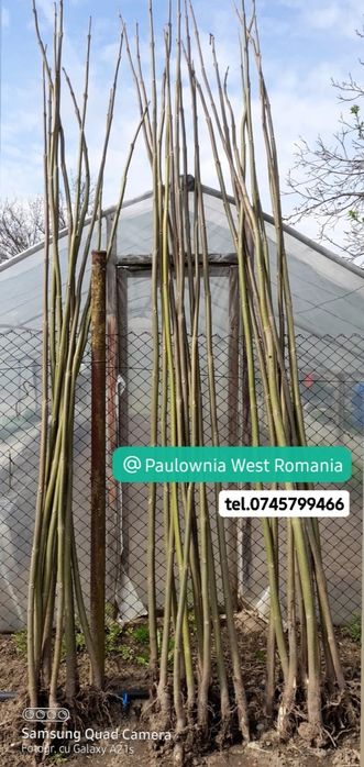 Direct din pepiniera proprie,copăcei si  butași Paulownia, creștere rapidă,3-5m/an