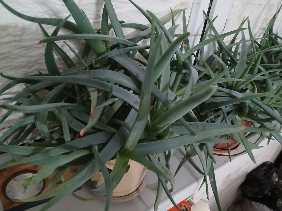 Продается разные цветы