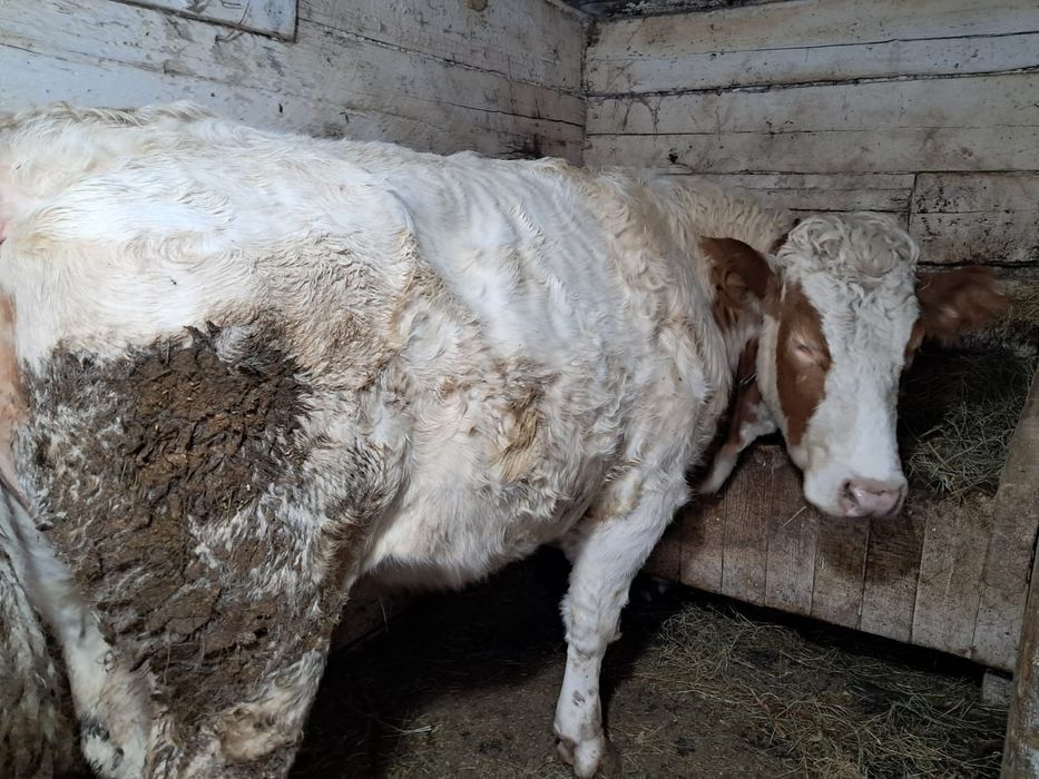 Продам стельную тёлку.