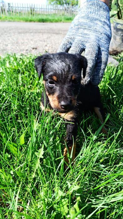 Продам щенков ягтерьера