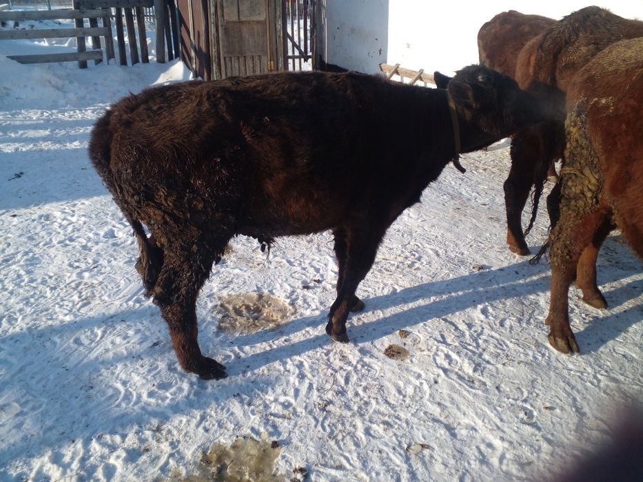 Продам бычка 2025 года