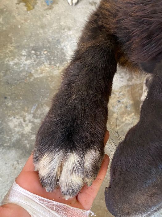 Каракачанска овчарка чистокръвна