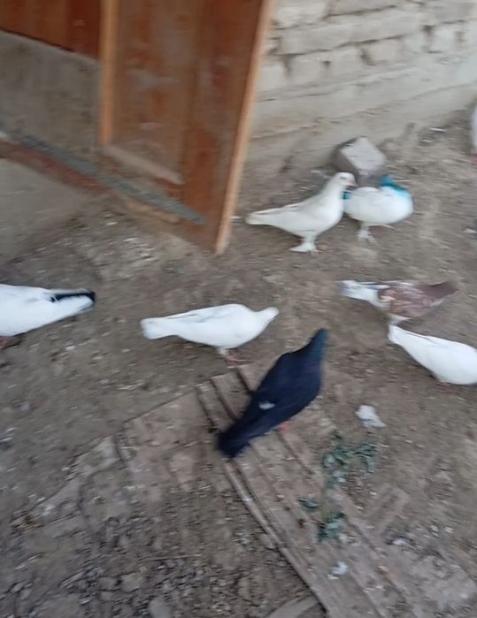 Кептерлер сатылады.