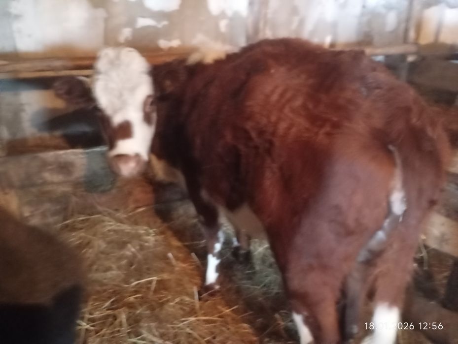 Қысыр сиыр сатамын