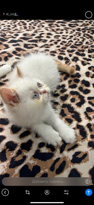 100 foiz toza parodia