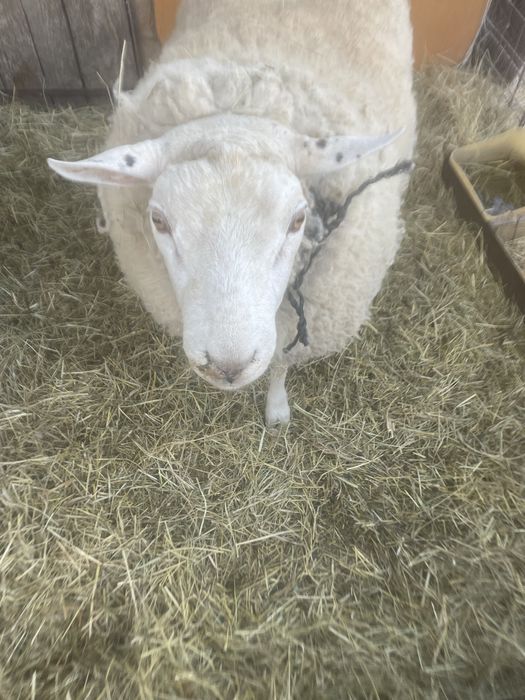 Vand Berbec Texel de 2 ani !