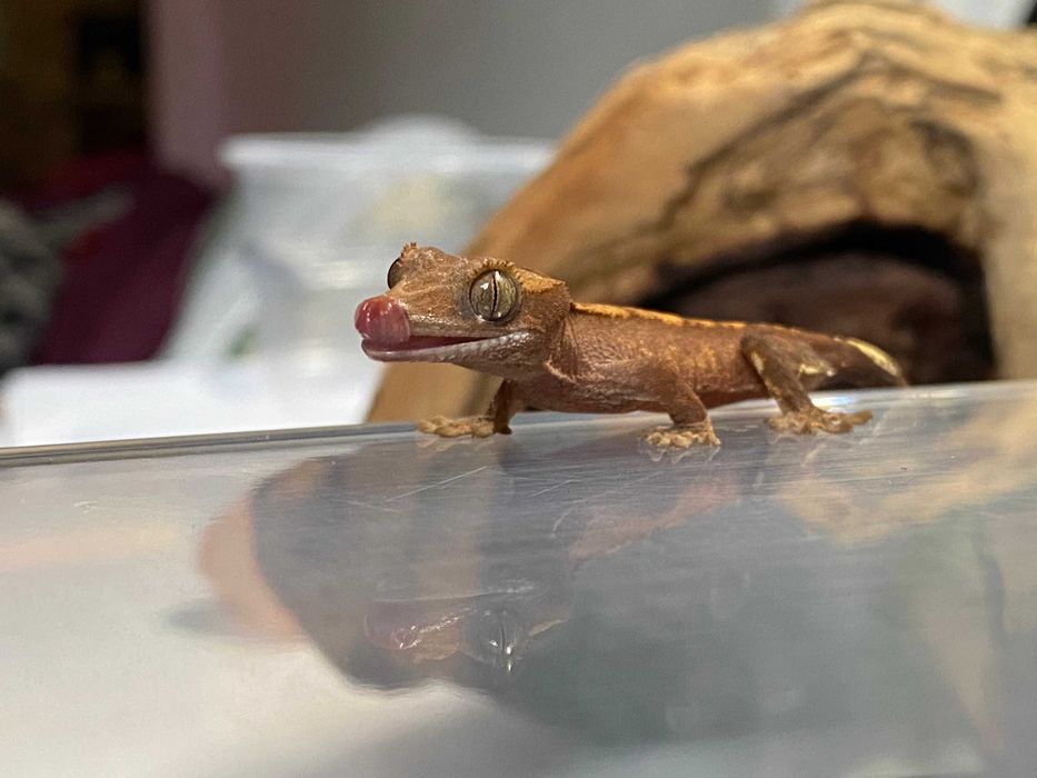 Бебета ресничест гекон (Correlophus ciliatus)