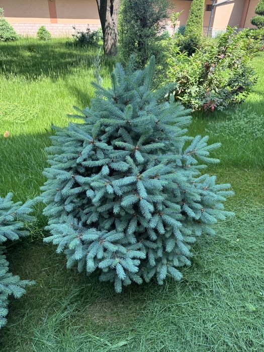 Голубая Ель ва Яшил Ель Сотилади 50% Скидкада