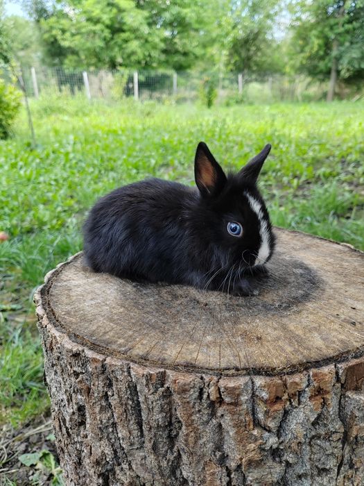 Iepurași cap de leu