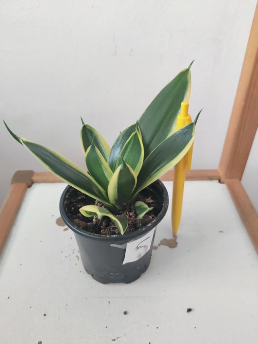 Planta Sansevieria matura