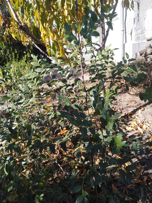 Хинап - китайска фурма - джинджи, фиданки