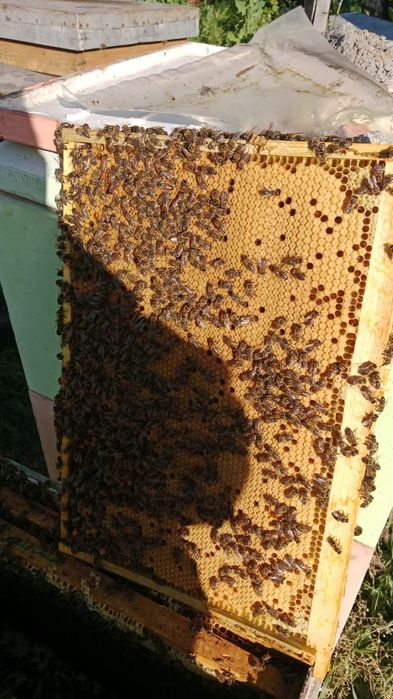 Пчелопакеты пчелопакеты