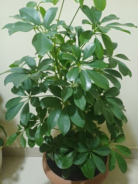 ШЕФЛЕРА  , Алое Вера ,Кализия и Алое