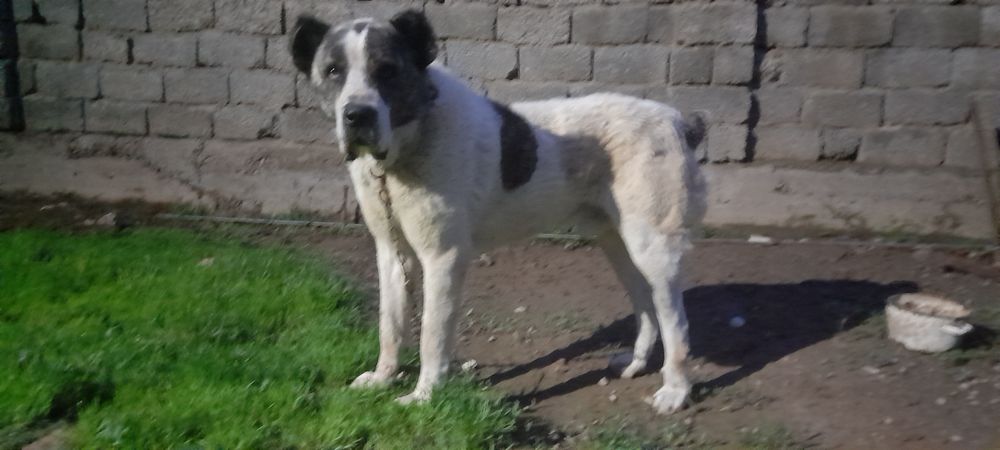 Төбет ит тұқымы жақсы