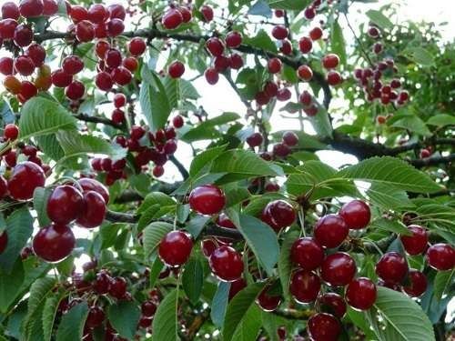 Вишня  дачная )Шубарсу