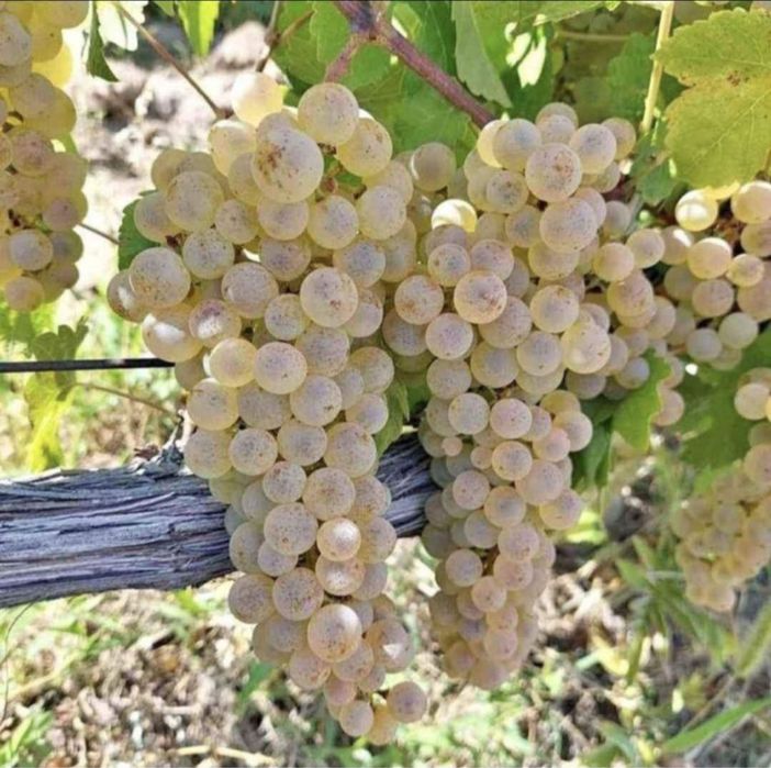 Vand struguri pentru vin